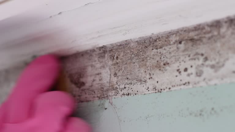 Mold Remediation for Vacation Homes in Laredo, TX